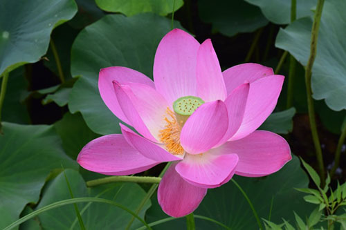 中國9種香的花：一種會為你引路，一種提煉的香精比黃金還貴！