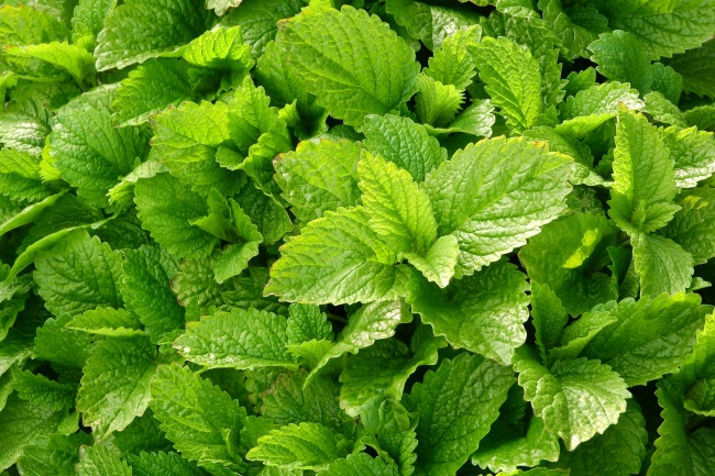 炎炎夏日，聊聊清爽的薄荷想必一定是喜聞樂(lè)見(jiàn)