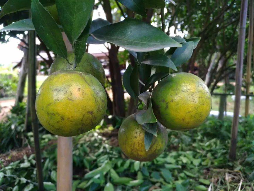 ESG壓力下，合成生物技術(shù)正在改變香精香料行業(yè)