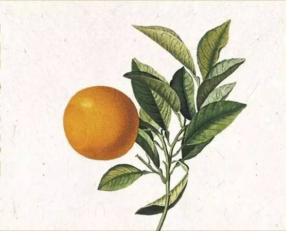 陽(yáng)光中的“佛手柑”，在拿破侖時(shí)期風(fēng)靡“全城”