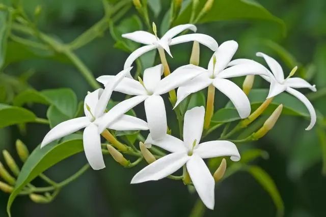室內(nèi)種植這幾種植物，讓你的房間充滿芳香，凈化空氣，芬芳室內(nèi)
