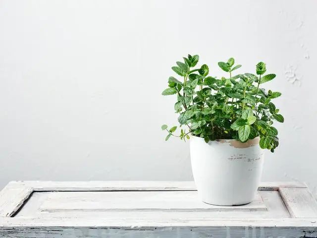 室內(nèi)種植這幾種植物，讓你的房間充滿芳香，凈化空氣，芬芳室內(nèi)