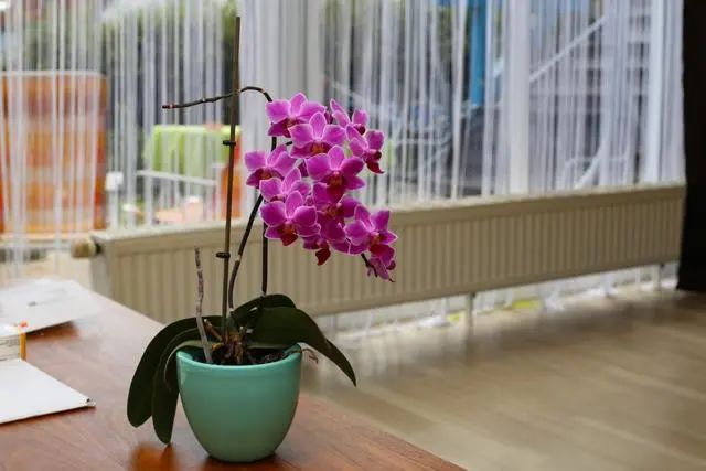 室內(nèi)種植這幾種植物，讓你的房間充滿芳香，凈化空氣，芬芳室內(nèi)