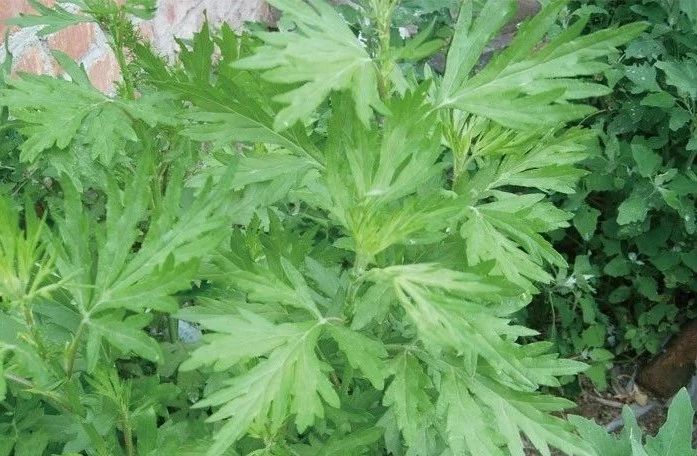 夏天來了，驅(qū)蚊的香料有哪些